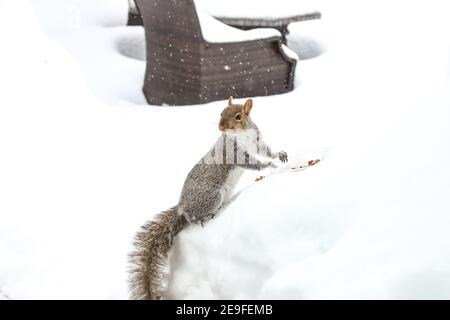 Scoiattolo divertendosi in inverno, giocando nella neve. Foto Stock