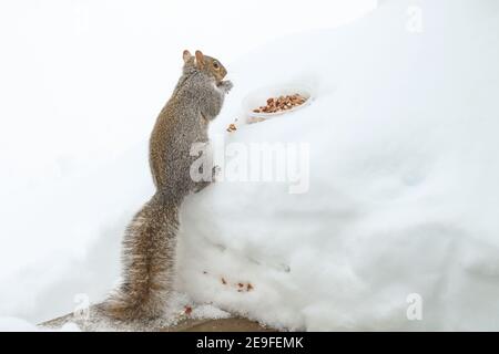 Scoiattolo divertendosi in inverno, giocando nella neve. Foto Stock