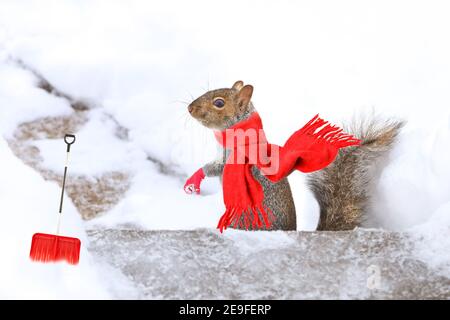 Scoiattolo divertendosi in inverno, giocando nella neve. Foto Stock