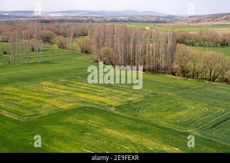 Vista del campo agricolo, agricoltura efficiente di colture biologiche . Terreni agricoli Foto Stock