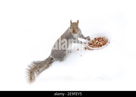 Scoiattolo divertendosi in inverno, giocando nella neve. Foto Stock