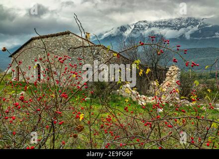 Pianta di roseanca selvaggia di fronte ad una casa abbandonata Foto Stock