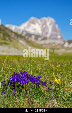 Mazzo di violetti selvatici nella pianura di campo Imperatore. Sullo sfondo il Corno Grande. Parco Nazionale del Gran Sasso e Monti della Laga, Abruzzo Foto Stock