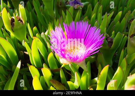 Fiore rosa brillante su succulente pianta Sally-my-handsome (Carpobrotus acinaciformis), noto anche come Elands sourfig, Elandssuurvy, in Croazia Foto Stock