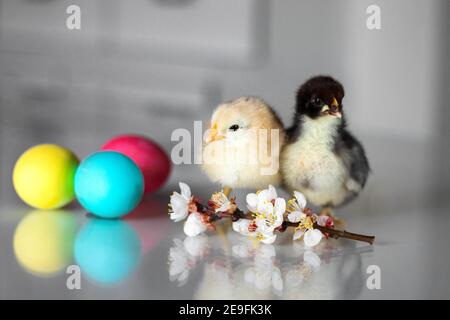 Buona carta di Pasqua. Polli soffici, uova di Pasqua colorate e rametti in fiore sulla superficie di vetro. Selezione della messa a fuoco. Foto Stock