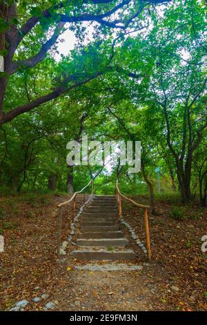 Scala fiancheggiata da pietre in una fitta foresta Foto Stock