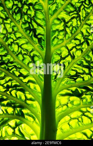 (Fuoco selettivo) Vista ravvicinata di una foglia verde di cavolo savoy. Macro immagine di un vegetale fresco che forma una texture naturale. Foto Stock
