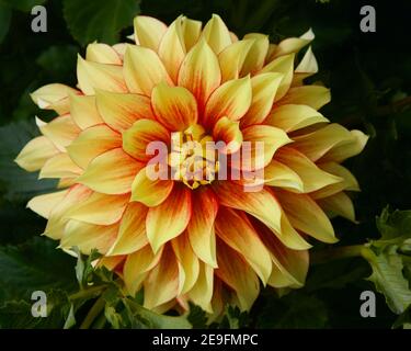 Caccia dahlia catturato a Swan Island dahlias a Canby, Oregon, Stati Uniti Foto Stock