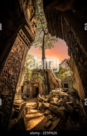 (Fuoco selettivo) vista mozzafiato del tempio Ta Prohm con un grande albero vecchio. TA Prohm è il nome moderno del tempio di Siem Reap, Cambogia. Foto Stock