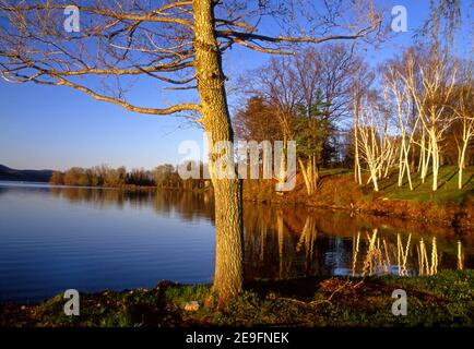 La mattina presto luce sugli alberi al lago Otsego a Cooperstown, New York Foto Stock