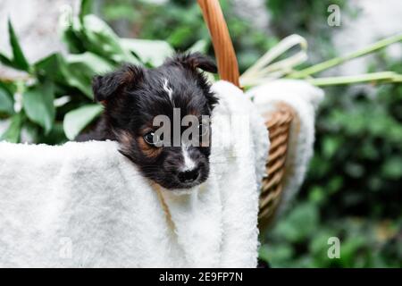 Felice nero cucciolo ritratto si siede in cesto su sfondo bianco parete. Buon cane pooch con bouquet di fiori all'aperto in estate. Spazio di copia Foto Stock
