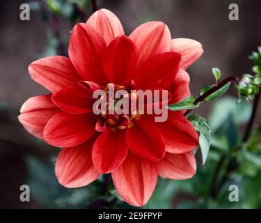 La dahlia al tramonto di Patricia Ann catturata a Swan Island dahlias a Canby, Oregon, USA Foto Stock