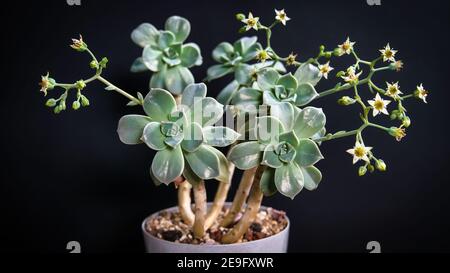 Bella madre di perla o pianta fantasma fiori succulenti con sfondo nero. Il campo di profondità e la sfocatura vengono eseguiti intenzionalmente Foto Stock