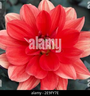 La dahlia al tramonto di Patricia Ann catturata a Swan Island dahlias a Canby, Oregon, USA Foto Stock