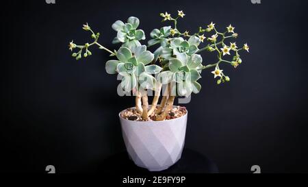 Bella madre di perla o pianta fantasma fiori succulenti con sfondo nero. Il campo di profondità e la sfocatura vengono eseguiti intenzionalmente Foto Stock