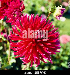 Plum Pretty dahlia catturato a Swan Island dahlias a Canby, Oregon, Stati Uniti Foto Stock