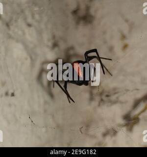 Ritratto di un ragno redback Foto Stock