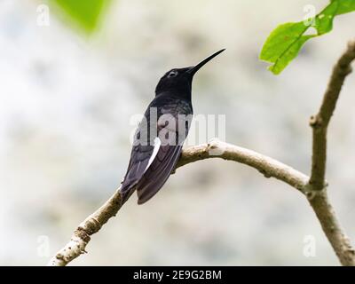 Captive black jacobin, Florisuga fusca, Parque das Aves, Foz do Iguaçu, Paraná state, Brasile. Foto Stock