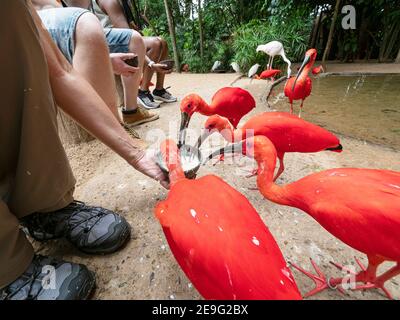 Captive Scarlet ibis, Eudocimus ruber, con turisti a Parque das Aves, Foz do Iguaçu, Paraná state, Brasile. Foto Stock