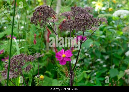 COSMOS bipinnatus Dazzler, carminio rosa cosmo fiori, fiori, fiori, fioritura, schema di piantagione mista, Angelica sylvestris purea Mead di Vicar, Wild An Foto Stock