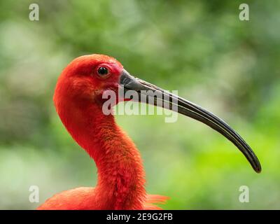 Captive Scarlet ibis, Eudocimus ruber, Parque das Aves, Foz do Iguaçu, Paraná state, Brasile. Foto Stock