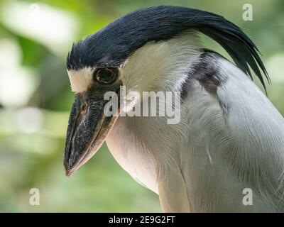 Ferone in barca per adulti in cattività, Cochlearius cochlearius, Parque das Aves, Foz do Iguaçu, Paraná state, Brasile. Foto Stock