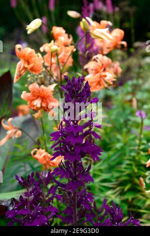 Lobelia x speciosa Hadspen Viola, fiori viola, fiore, fioritura, lobelias, perenne, Lilium lancifolium Flore Pleno, gigli tigre, doppio Tiger Lily,ora Foto Stock