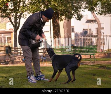 SANTA MARIA CAPUA VETERE, ITALIA - 03 febbraio 2021: Caserta, Italia, 03 febbraio 2021, Dog Trainer che gioca con il suo animale domestico nel parco Foto Stock