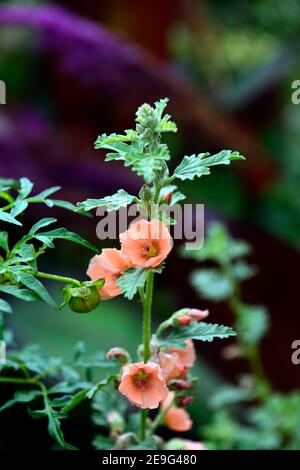 Sphaeralcea Childerley,globe Childerley malva,albicocca fiori arancione,fioritura,RM Floral Foto Stock