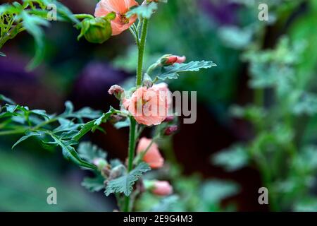 Sphaeralcea Childerley,globe Childerley malva,albicocca fiori arancione,fioritura,RM Floral Foto Stock