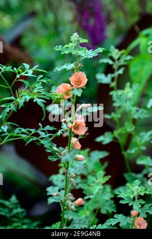 Sphaeralcea Childerley,globe Childerley malva,albicocca fiori arancione,fioritura,RM Floral Foto Stock