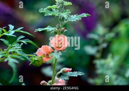 Sphaeralcea Childerley,globe Childerley malva,albicocca fiori arancione,fioritura,RM Floral Foto Stock