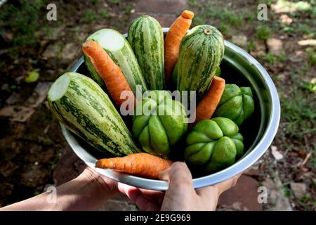 Le mani della donna che tengono la ciotola con zucchine fresche grezze, aka la zucchina o il midollo del bambino; chuchu, chayote dell'aka, mirliton, choko, tayota o chocho; e carota Foto Stock