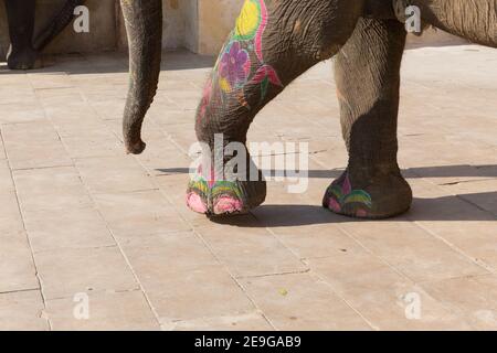 India Jaipur dettaglio dei piedi e delle gambe di elefante colorfully dipinto Foto Stock