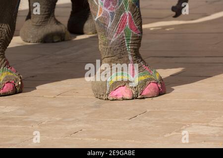 India Jaipur dettaglio dei piedi e delle gambe di elefante colorfully dipinto Foto Stock