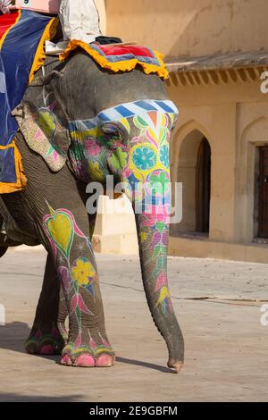 India Jaipur Mahout equitazione elefante per portare i visitatori al Forte Amber Foto Stock
