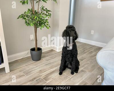 Un poodle nero standard seduto in un soggiorno. Foto Stock