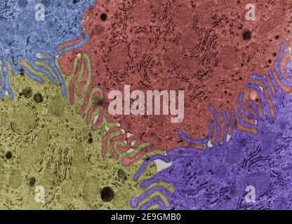 Micrografia al microscopio elettronico a trasmissione di falsi colori (TEM) che mostra una complessità molto elevata interdigitazioni cellulari che uniscono la superficie laterale di quattro epit Foto Stock