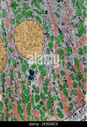 Micrografia al microscopio elettronico a trasmissione di falsi colori (TEM) di un tubo convoluto distale renale. Le interdigitazioni basali o le infolding sono marcate con i Foto Stock