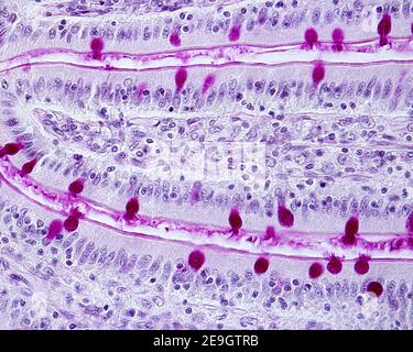 I villi intestinali colorati con la tecnica di colorazione Periodic Acid Schiff (PAS). Questo metodo evidenzia le celle del goblet e il bordo del pennello Foto Stock