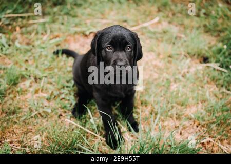 Foto di un Labrador nero nel parco Foto Stock