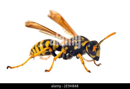 Giubbotto europeo in vespa tedesco o giallastro tedesco isolato su bianco Contesto in latino Vespula germanica Foto Stock
