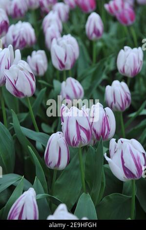 Tulipani triumph viola e bianco (Tulipa) Flaming Flag fiorisce Un giardino nel mese di aprile Foto Stock