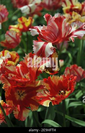 Tulipani rossi e gialli (Tulipa) fioritura di Parrot in un giardino nel mese di aprile Foto Stock