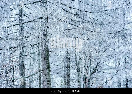 Inverno foresta con neve e gelo sui larici in montagna. Mattina alberi congelati nella foresta. Paesaggio invernale con alberi coperti da fr Foto Stock
