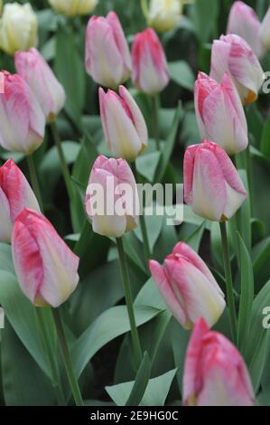 Tulipani Fosteriana rosa (Tulipa) fioritura della Purissima in un giardino Nel mese di aprile Foto Stock