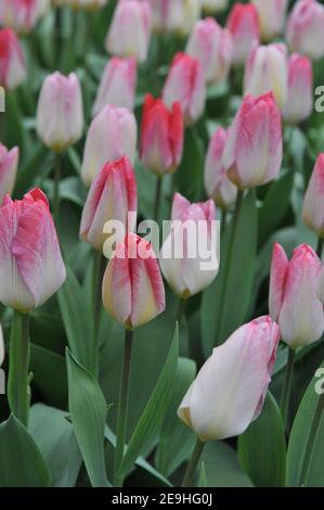 Tulipani Fosteriana rosa (Tulipa) fioritura della Purissima in un giardino Nel mese di aprile Foto Stock