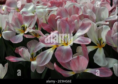 Tulipani Fosteriana rosa (Tulipa) fioritura della Purissima in un giardino Nel mese di aprile Foto Stock