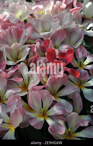 Tulipani Fosteriana rosa (Tulipa) fioritura della Purissima in un giardino Nel mese di aprile Foto Stock