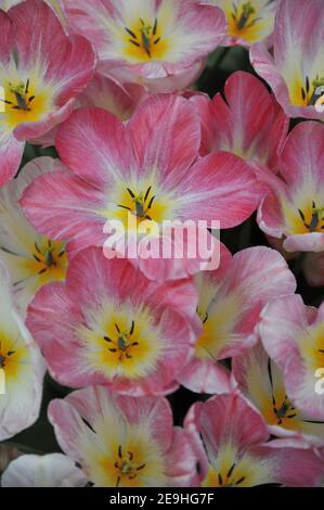 Tulipani Fosteriana rosa (Tulipa) fioritura della Purissima in un giardino Nel mese di aprile Foto Stock